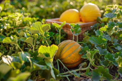 Fresh ripe melons growing in field, selective focus