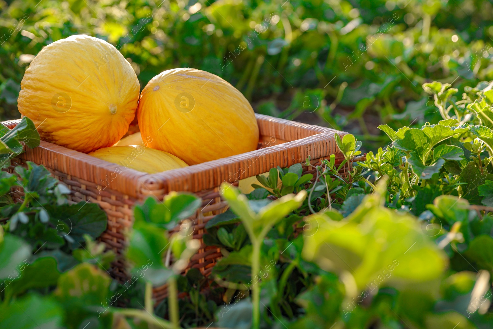 Photo of Ripe melons in wicker crate in field, closeup