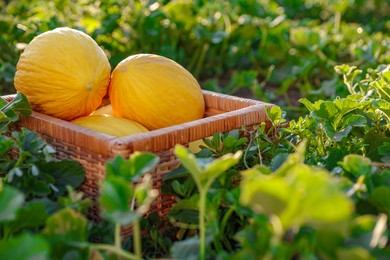 Photo of Ripe melons in wicker crate in field, closeup