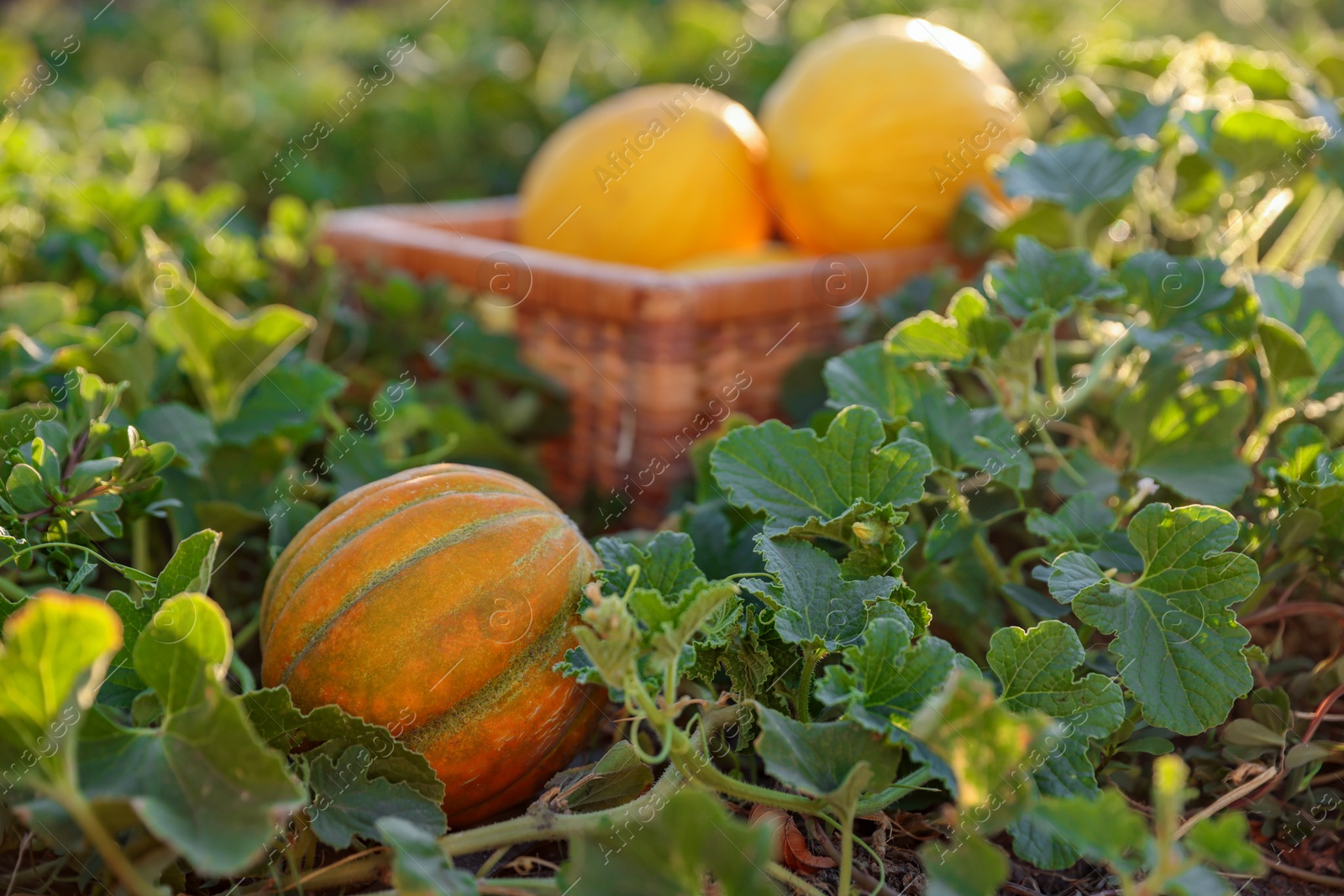 Photo of Fresh ripe melons in field, selective focus