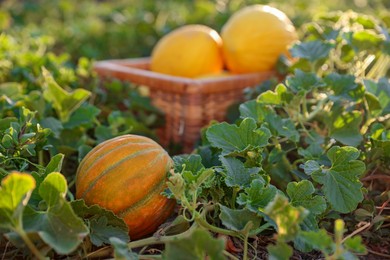 Fresh ripe melons in field, selective focus