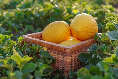 Photo of Ripe melons in wicker crate in field, closeup