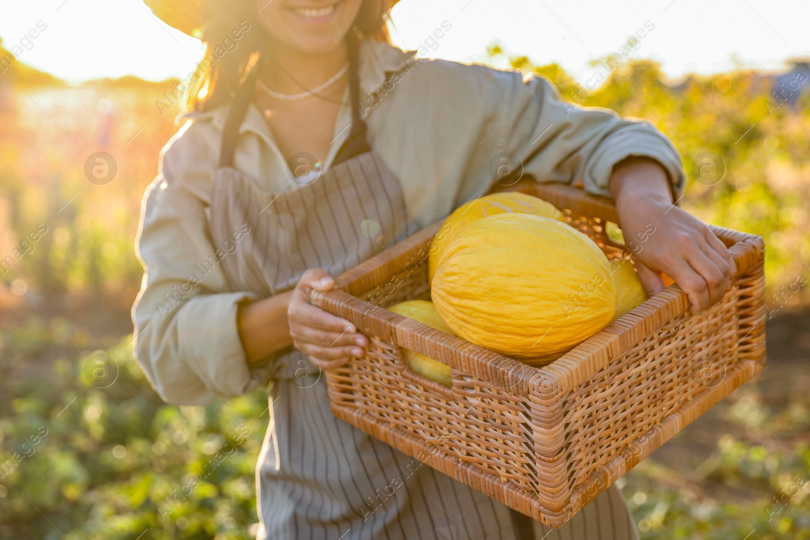 Photo of Woman holding wicker crate of ripe melons in field, closeup