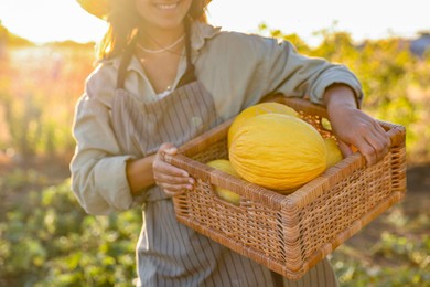 Woman holding wicker crate of ripe melons in field, closeup