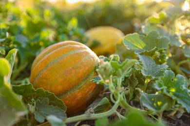 Fresh ripe melons growing in field, closeup