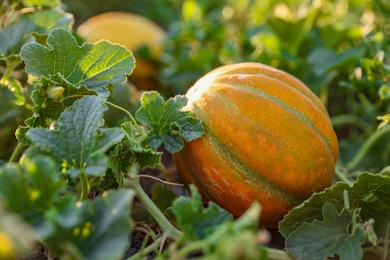 Photo of Fresh ripe melons growing in field, closeup