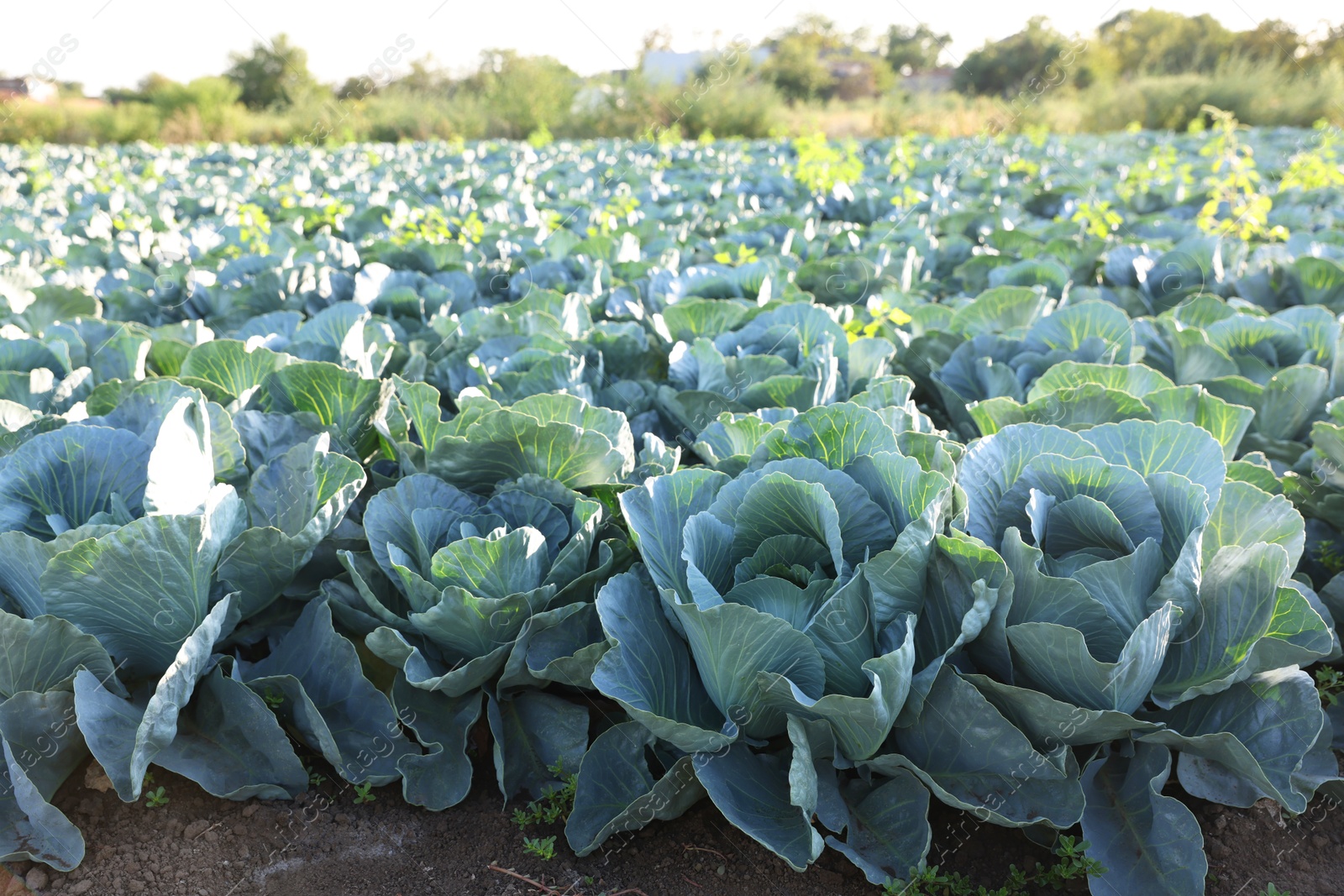 Photo of Green cabbages growing in field on sunny day