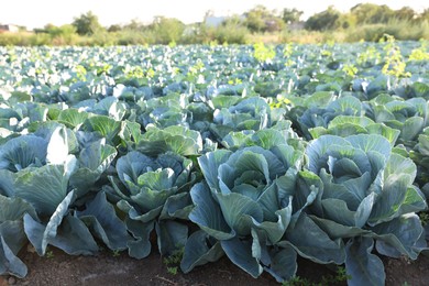 Photo of Green cabbages growing in field on sunny day