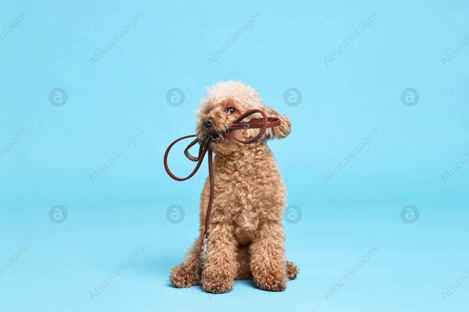 Photo of Walking with dog. Cute Maltipoo with leash on light blue background