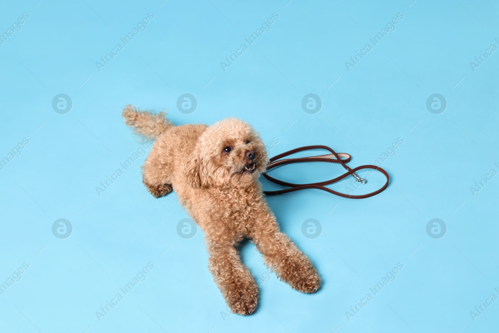 Photo of Walking with dog. Cute Maltipoo with leash on light blue background