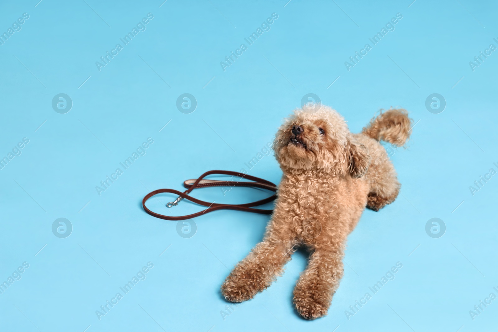 Photo of Walking with dog. Cute Maltipoo with leash on light blue background