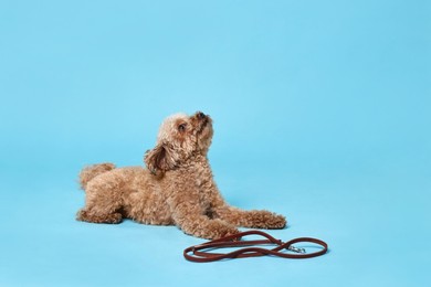 Photo of Walking with dog. Cute Maltipoo with leash on light blue background