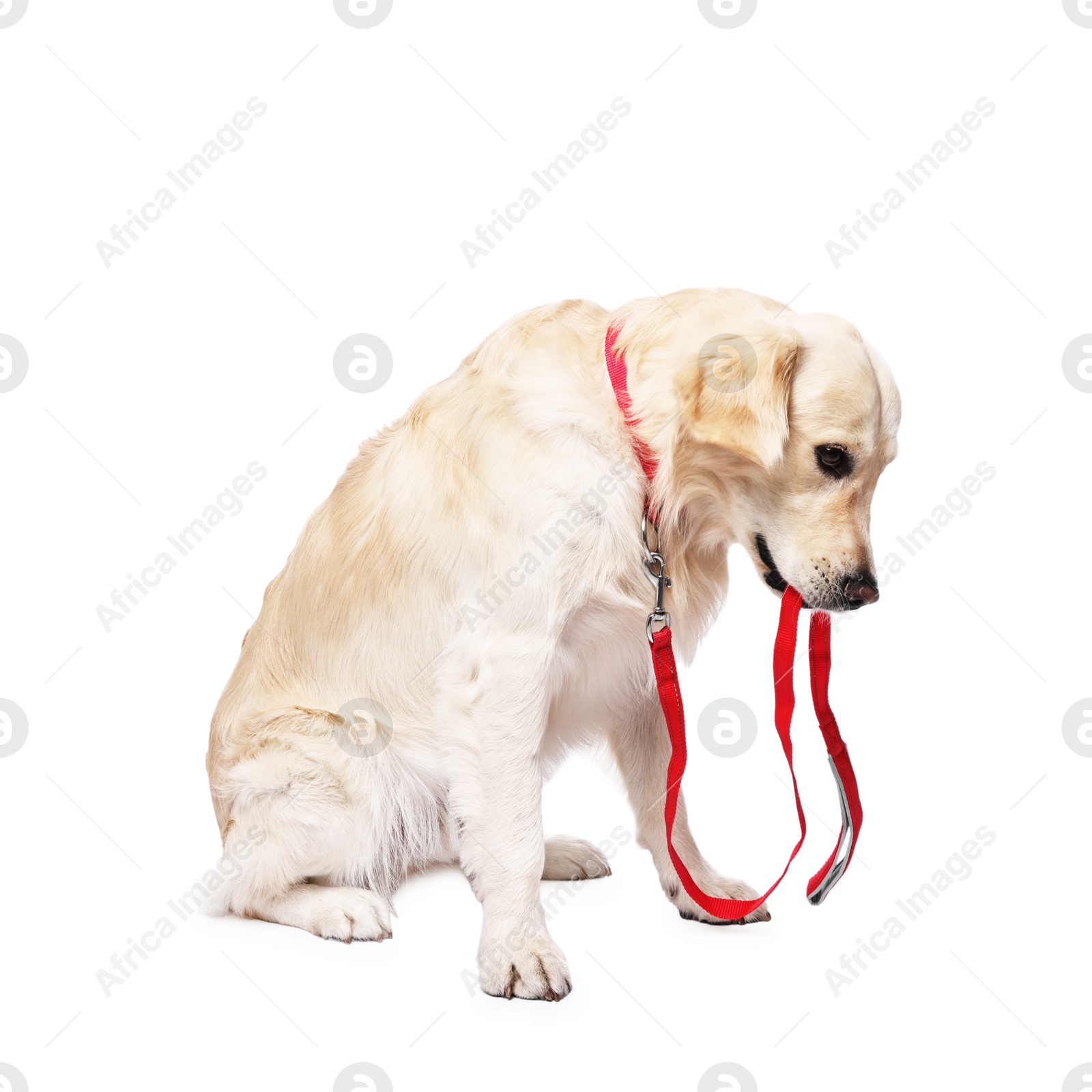 Photo of Walking with dog. Cute Golden Retriever with leash on white background