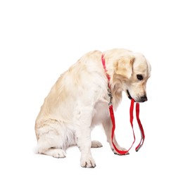 Photo of Walking with dog. Cute Golden Retriever with leash on white background