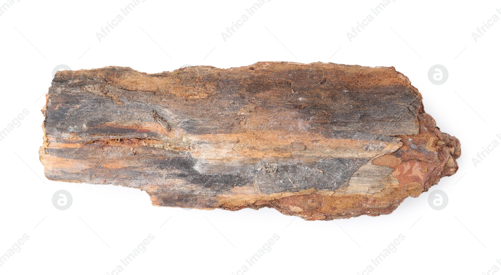 Photo of One piece of tree bark on white background, top view