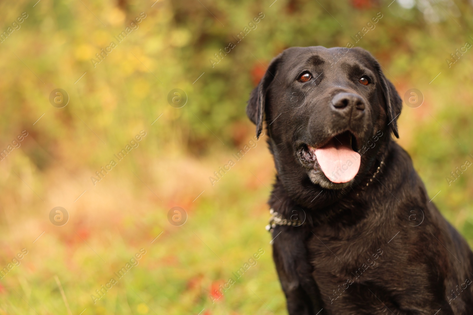 Photo of Portrait of adorable Labrador Retriever dog outdoors. Space for text