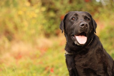 Photo of Portrait of adorable Labrador Retriever dog outdoors. Space for text