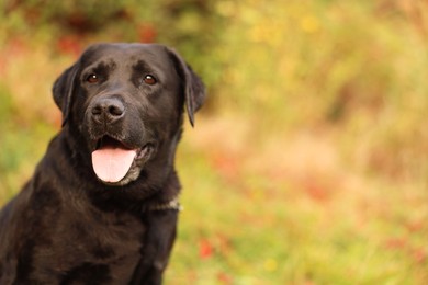 Photo of Portrait of adorable Labrador Retriever dog outdoors. Space for text