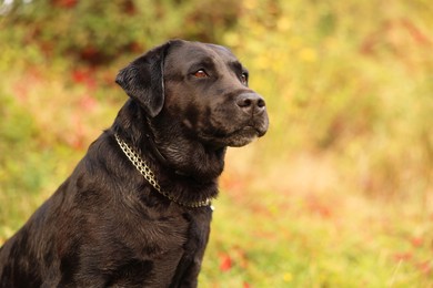 Photo of Portrait of adorable Labrador Retriever dog outdoors. Space for text