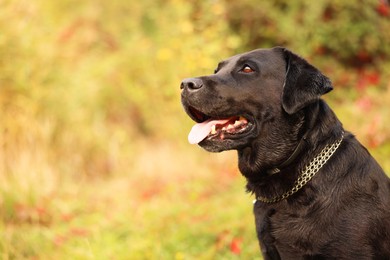 Photo of Portrait of adorable Labrador Retriever dog outdoors. Space for text