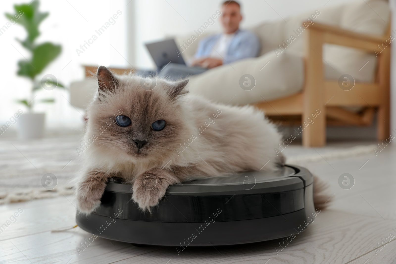 Photo of Young man using laptop at home and cute cat on robotic vacuum cleaner, selective focus