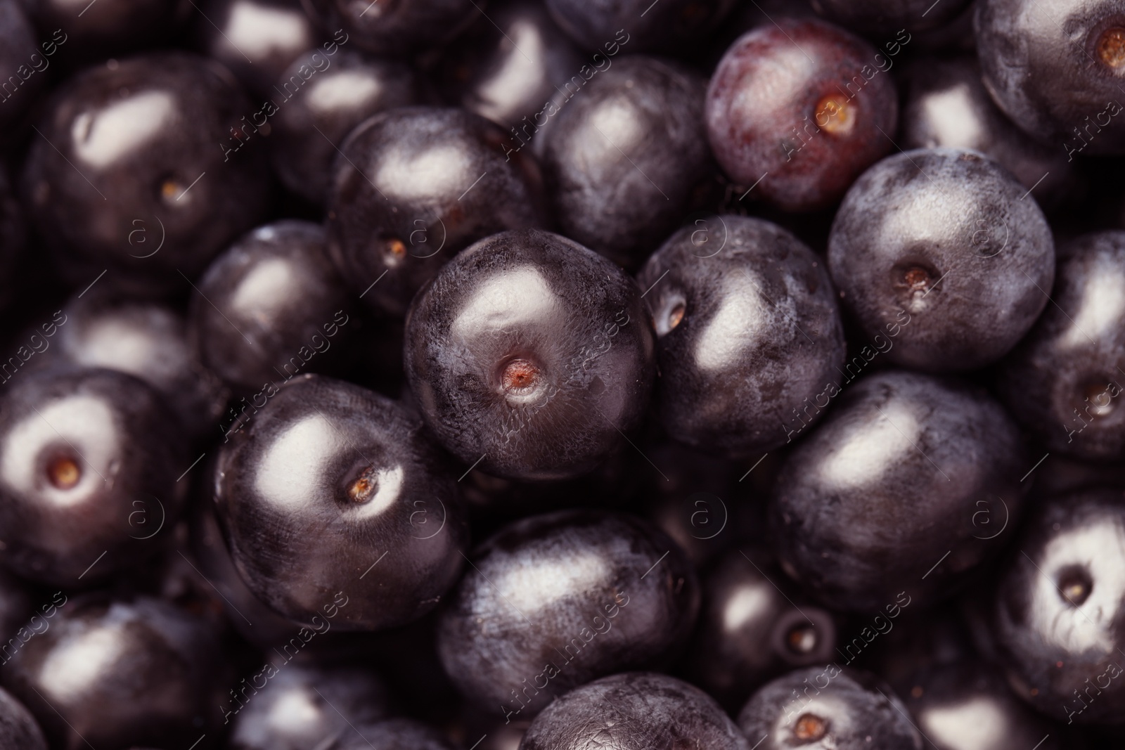 Photo of Ripe acai berries as background, closeup view