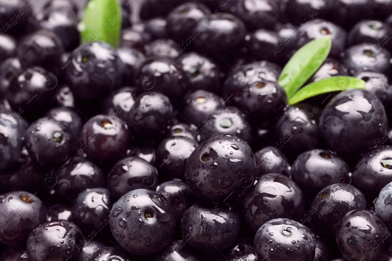 Photo of Wet acai berries and leaves as background, closeup