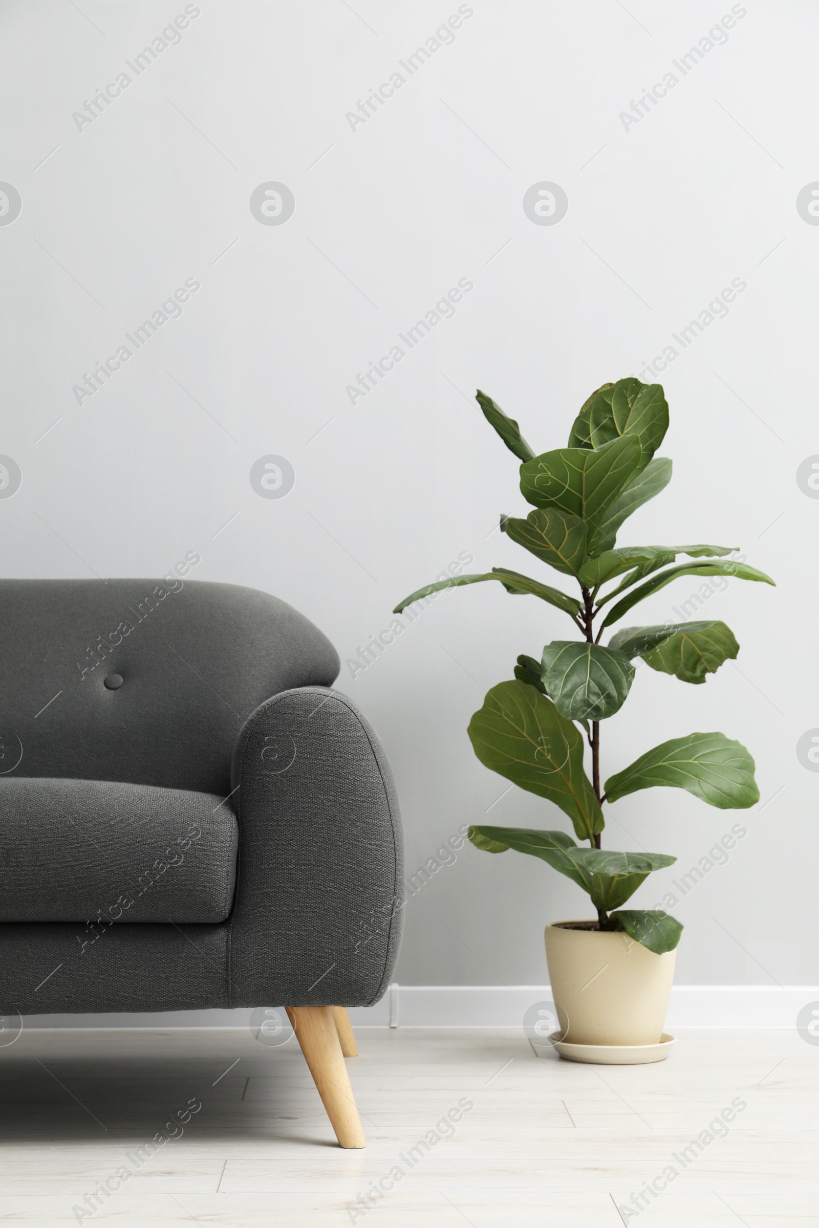 Photo of Comfortable sofa and houseplant near grey wall in room