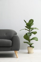 Comfortable sofa and houseplant near grey wall in room