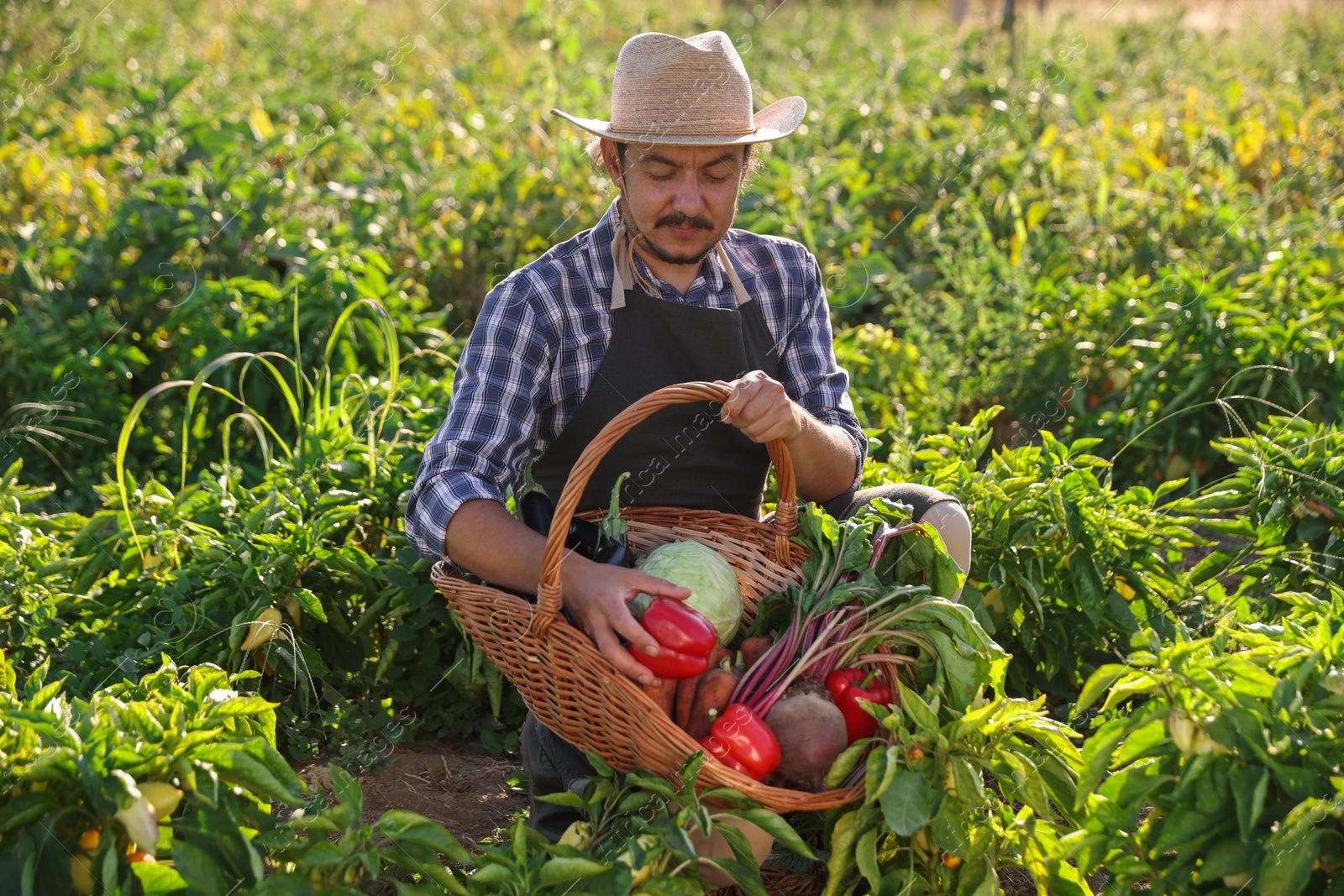 Photo of Harvesting season. Farmer holding wicker basket with fresh vegetables in field on sunny day