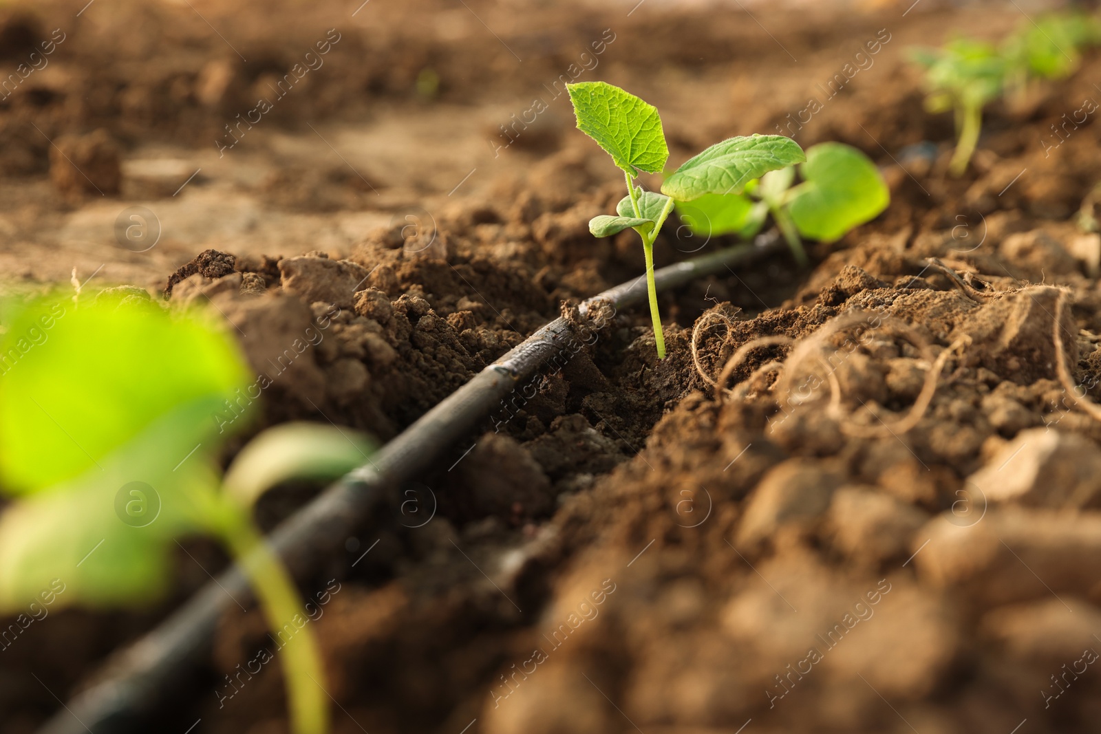 Photo of Beautiful young seedlings growing in ground outdoors, closeup