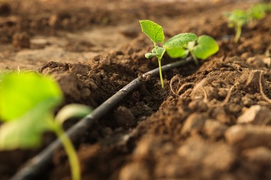 Photo of Beautiful young seedlings growing in ground outdoors, closeup