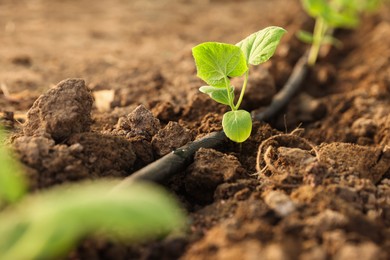 Photo of Beautiful young seedlings growing in ground outdoors, closeup