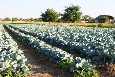 Photo of Green cabbages growing in field on sunny day