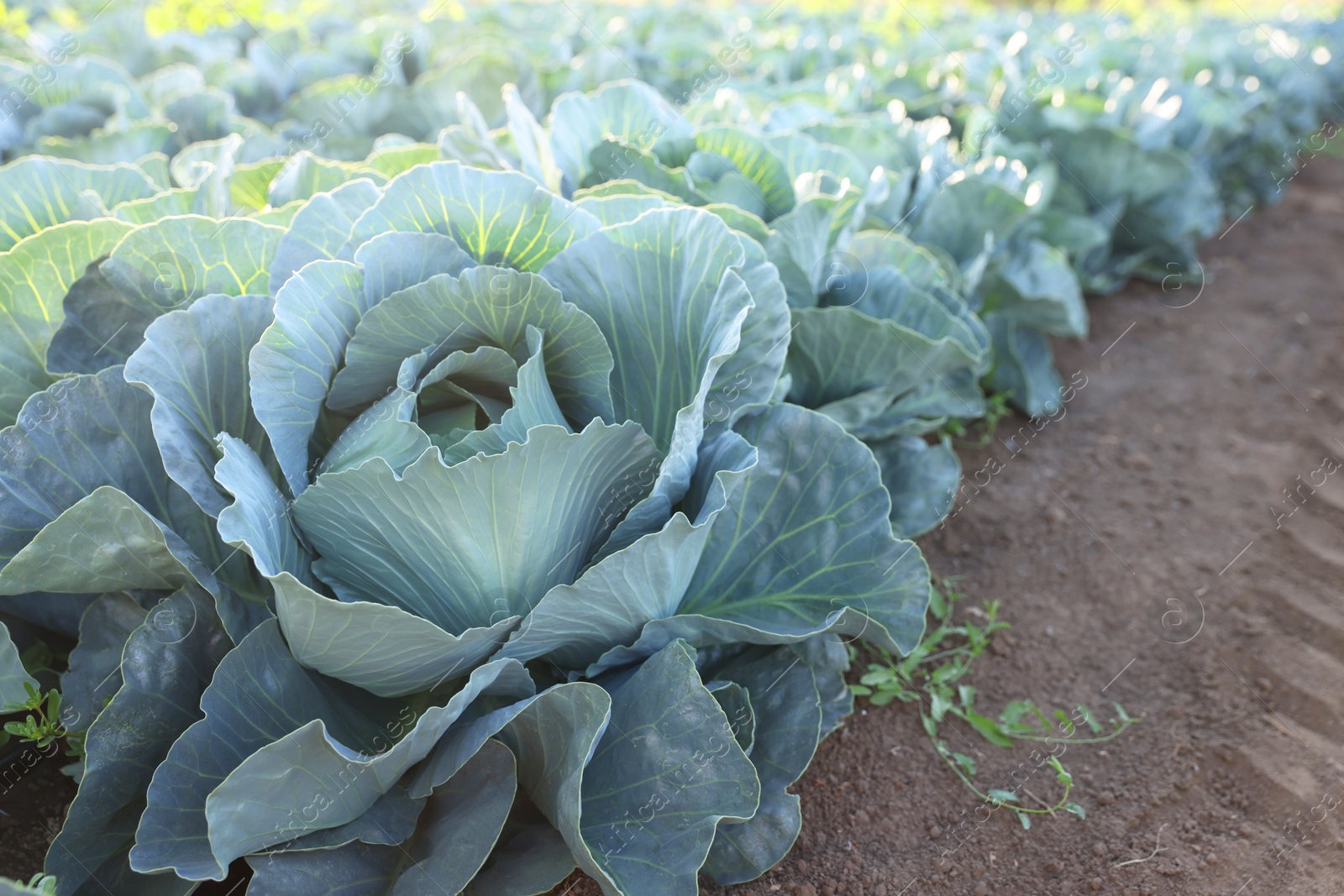 Photo of Green cabbages growing in field on sunny day, closeup