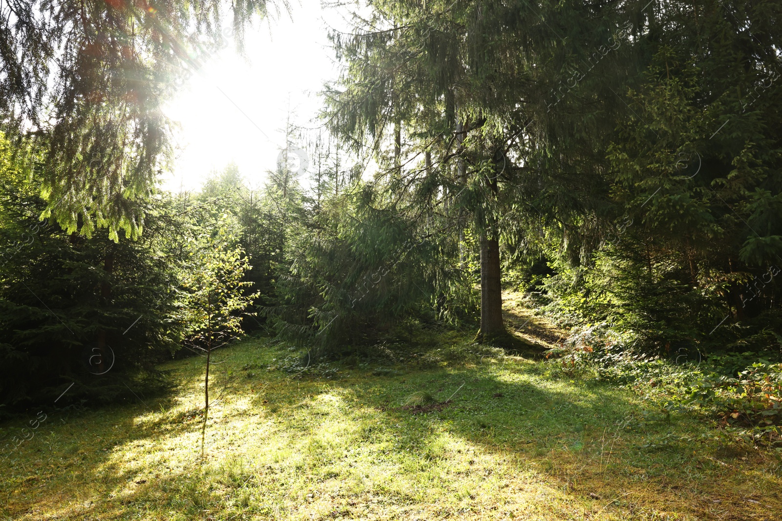 Photo of Beautiful forest with green trees in mountains on sunny day