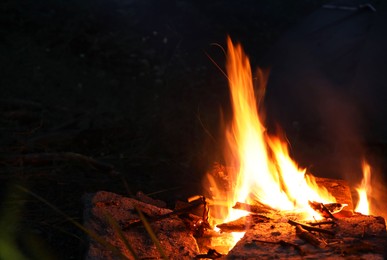 Photo of Campfire with beautiful flame in forest at night, space for text