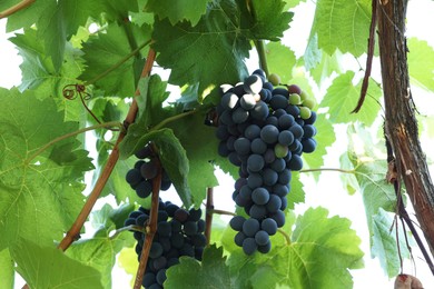 Photo of Fresh grapes growing on branches in vineyard outdoors