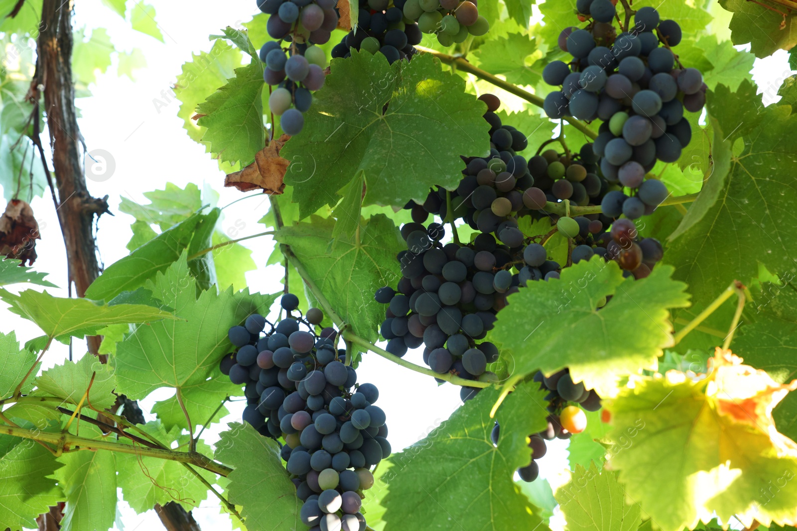 Photo of Fresh grapes growing on branches in vineyard outdoors