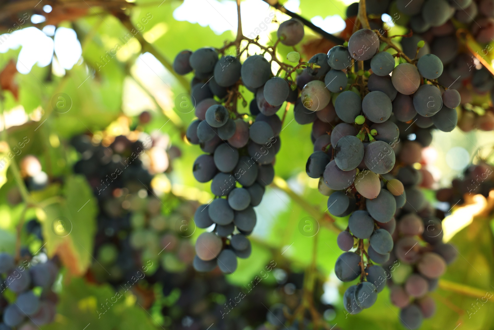 Photo of Fresh grapes growing in vineyard outdoors, closeup