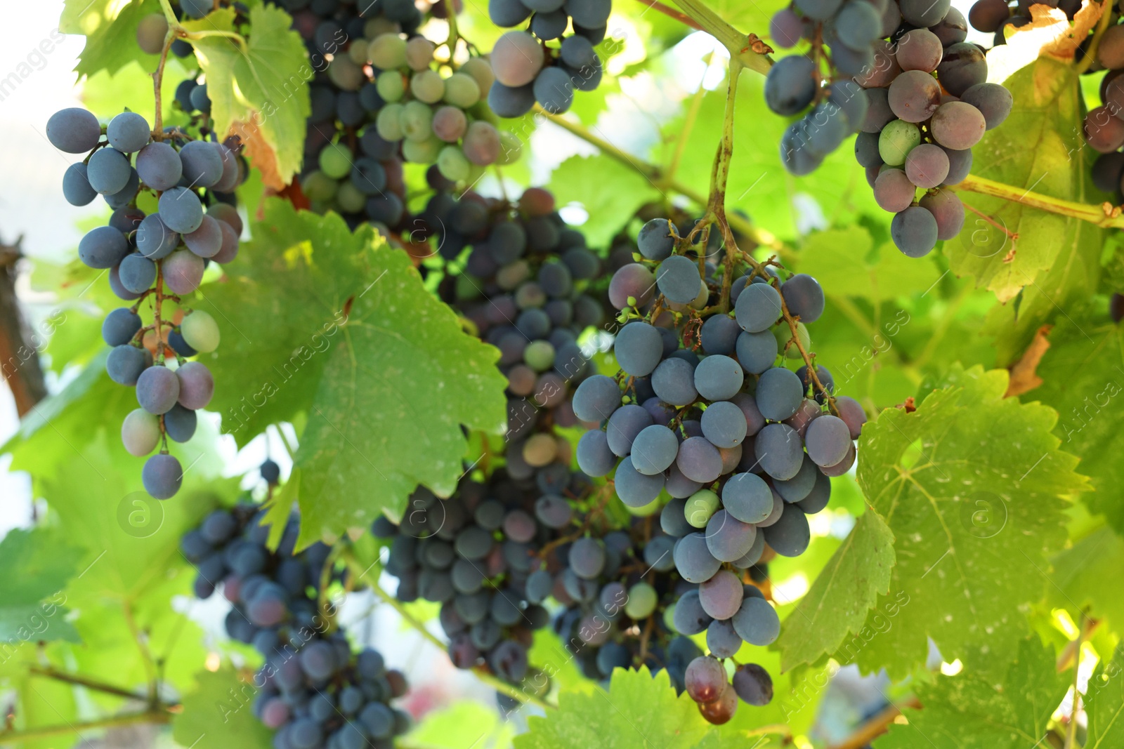 Photo of Fresh grapes growing in vineyard outdoors, closeup