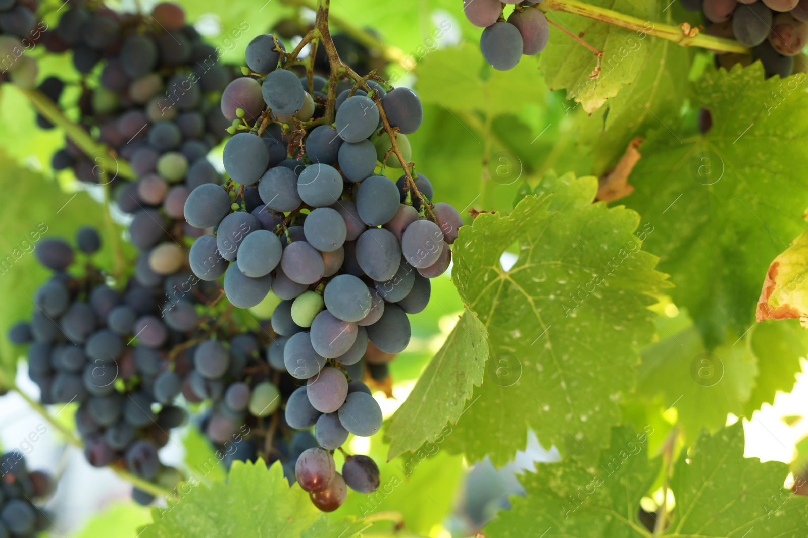 Photo of Fresh grapes growing in vineyard outdoors, closeup