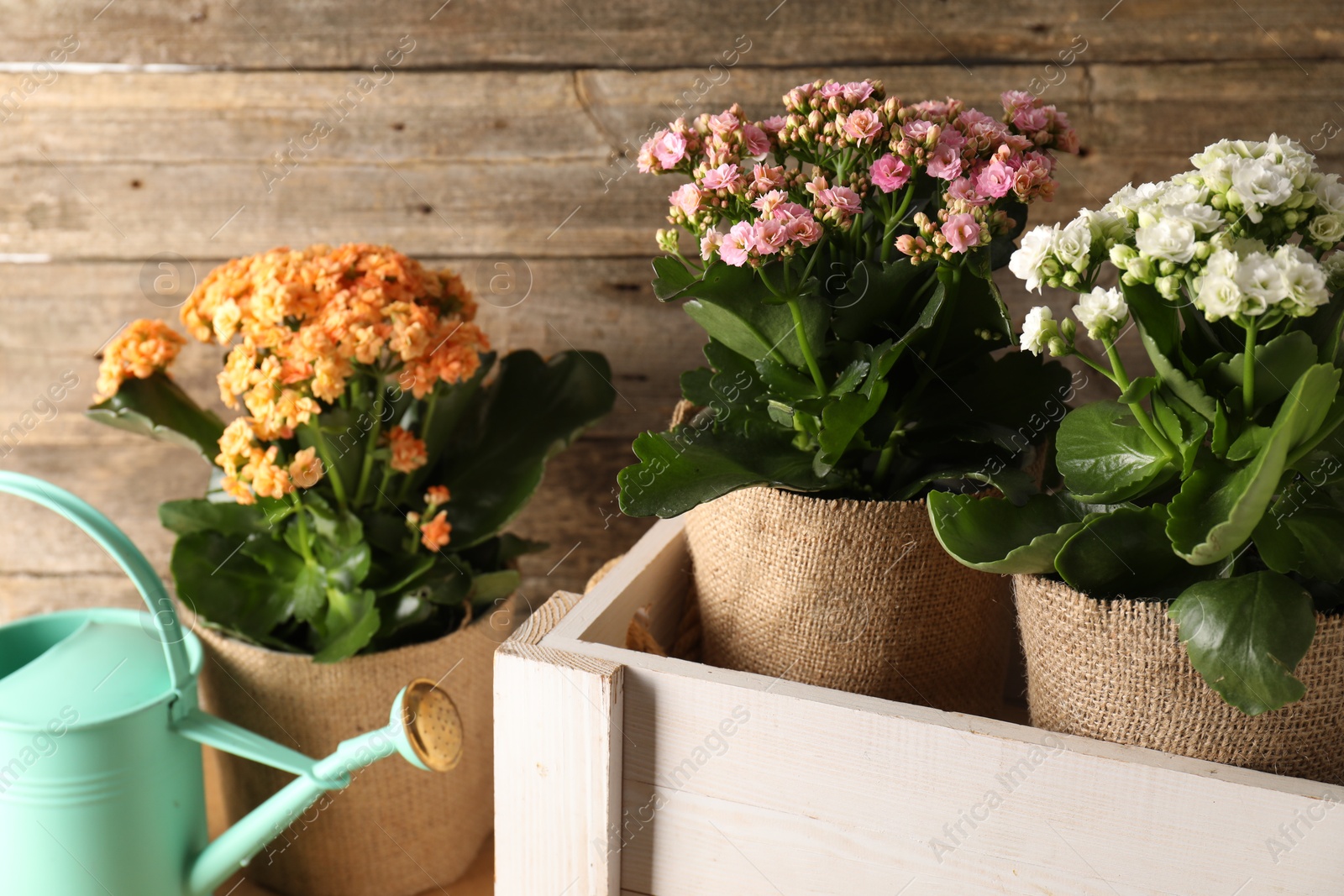 Photo of Beautiful kalanchoe flowers in pots and watering can near wooden wall, closeup