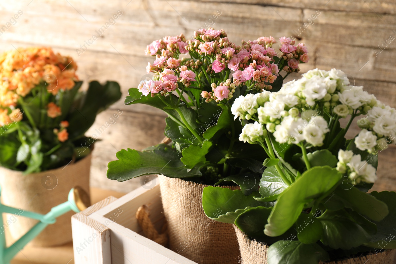 Photo of Beautiful kalanchoe flowers in pots inside crate near wooden wall, closeup