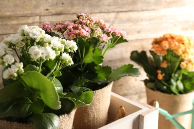 Photo of Beautiful kalanchoe flowers in pots inside crate near wooden wall, closeup