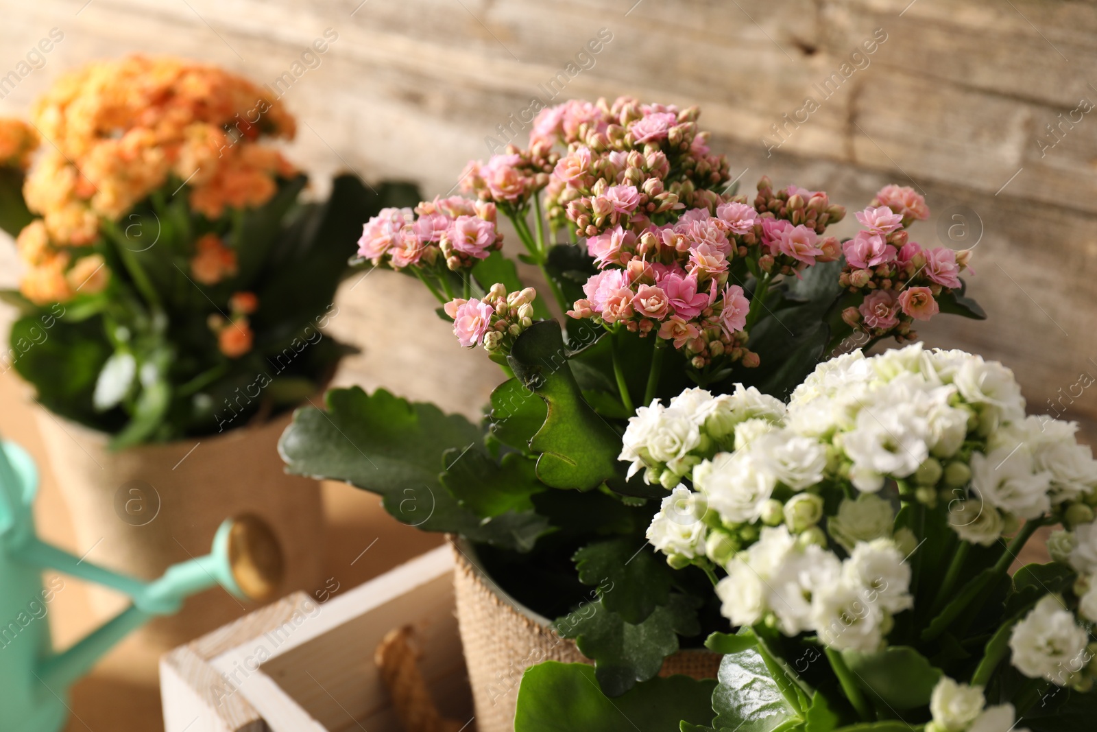 Photo of Beautiful kalanchoe flowers in pots and watering can near wooden wall, closeup