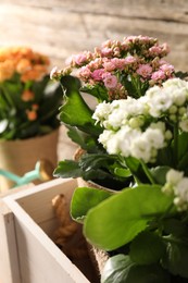 Beautiful kalanchoe flowers in pots inside crate near wooden wall, closeup