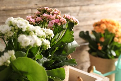 Beautiful kalanchoe flowers in pots inside crate near wooden wall, closeup