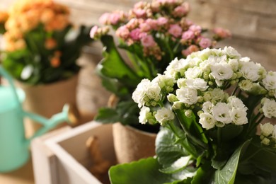 Photo of Beautiful kalanchoe flowers in pots inside crate near wooden wall, closeup