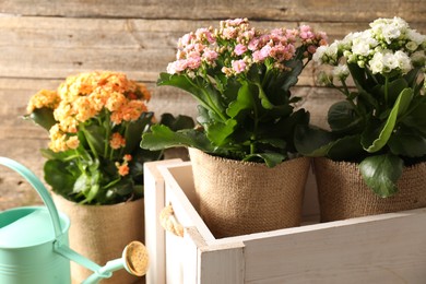 Beautiful kalanchoe flowers in pots and watering can near wooden wall, closeup